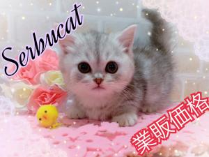 セレブキャット