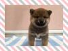 柴犬