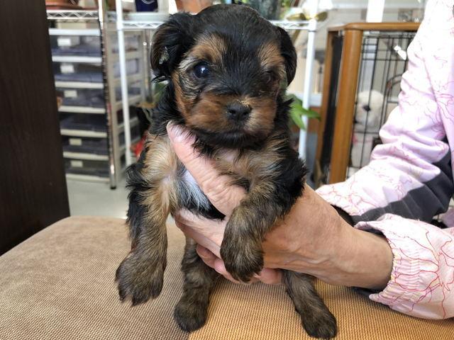 ヨークシャーテリア