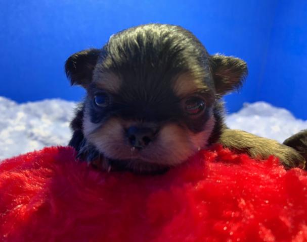 チワワ(ロングコート)