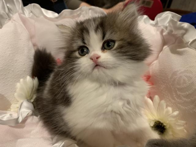 ミヌエット（旧ナポレオン）