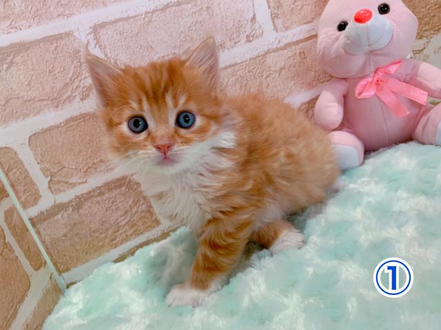 スコティッシュフォールド