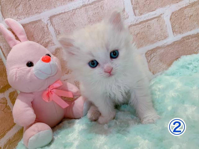 スコティッシュフォールド