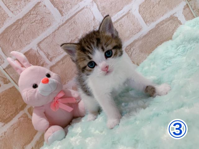 スコティッシュフォールド