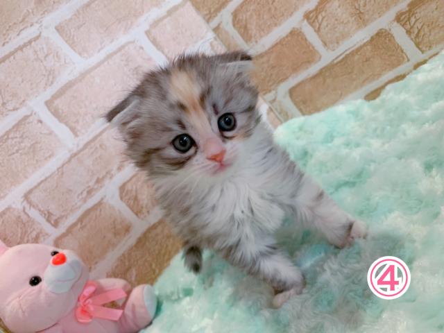 スコティッシュフォールド