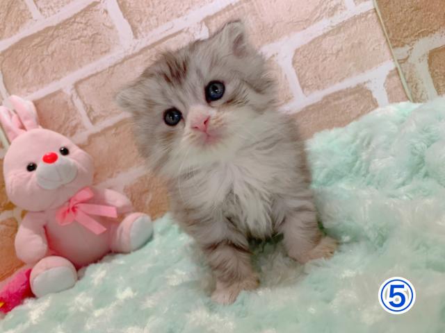 スコティッシュフォールド