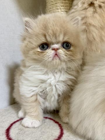 エキゾチックロングヘアー