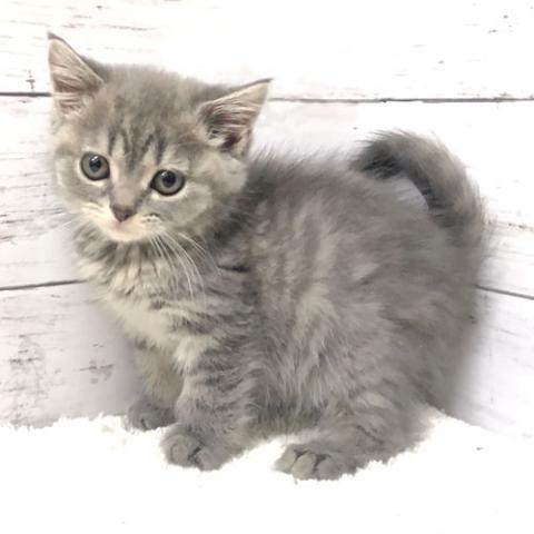 スコティッシュフォールド