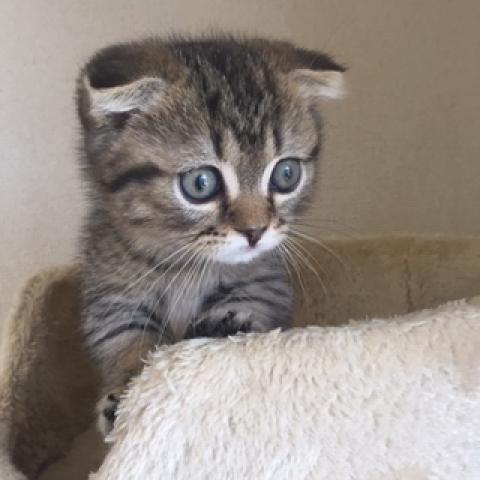 ミヌエット（旧ナポレオン）