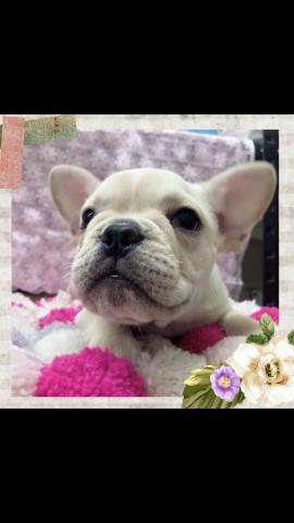 フレンチブルドッグ