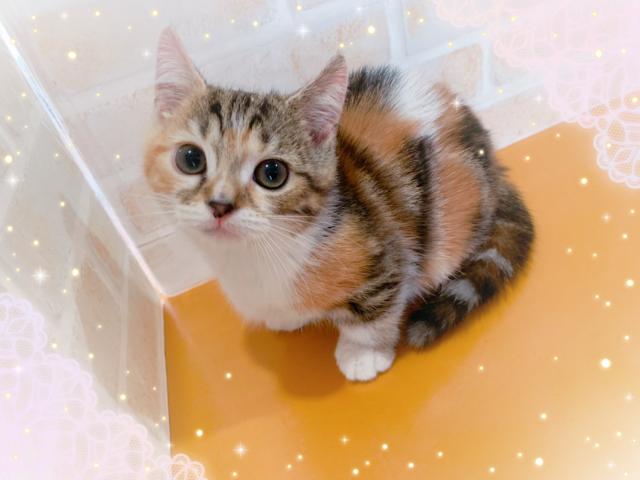 マンチカン短足