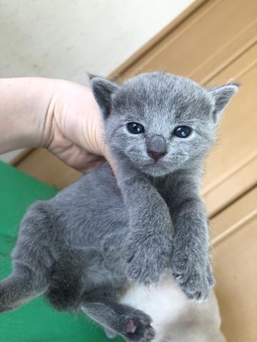 ロシアンブルー