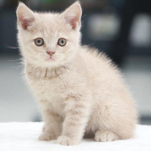 ブリティッシュショートヘア