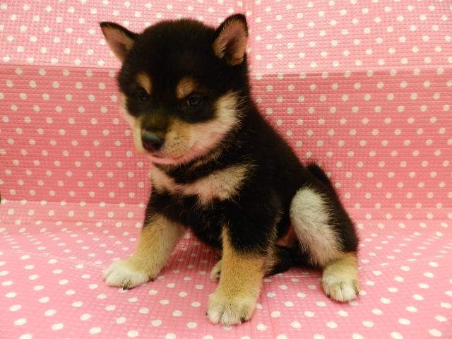 柴犬