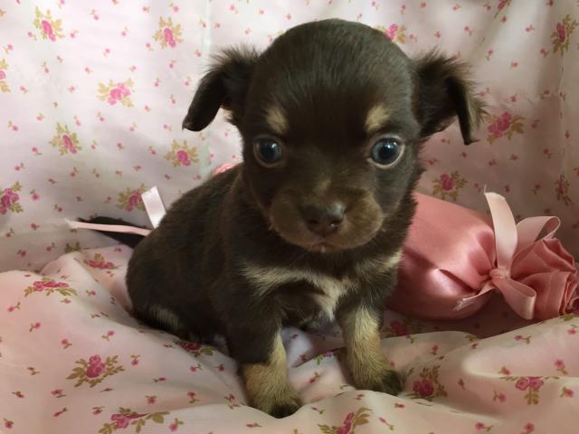 チワワ(ロングコート)