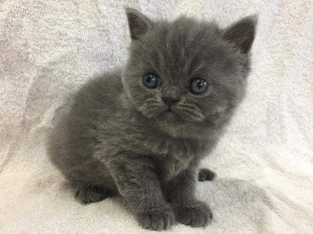 エキゾチックショートヘアー