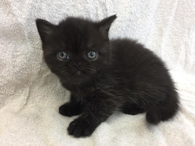 エキゾチックショートヘアー