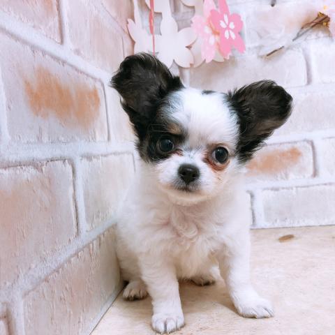 チワワ(ロングコート)