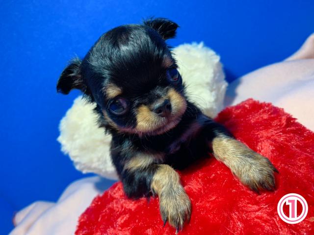 チワワ（ロングコート）