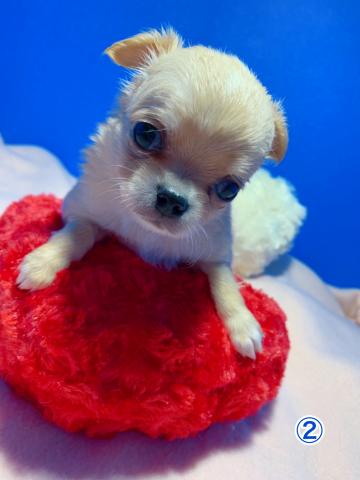 チワワ（ロングコート）