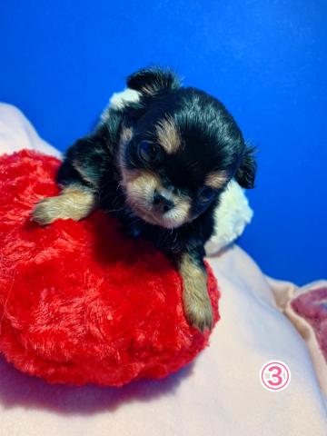 チワワ（ロングコート）