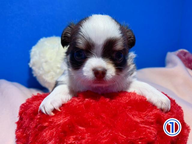 チワワ(ロングコート)