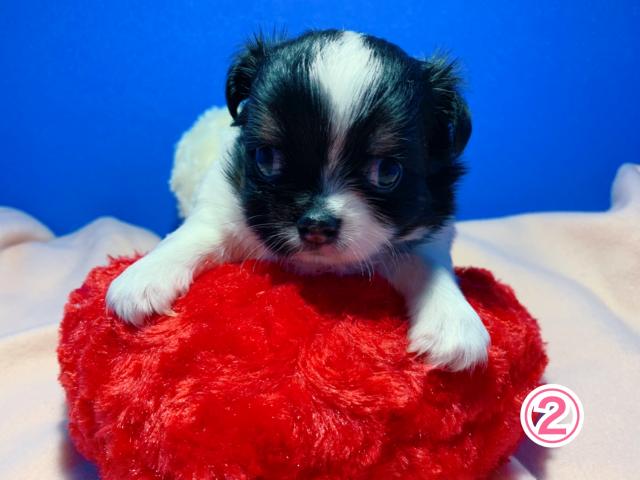 チワワ(ロングコート)