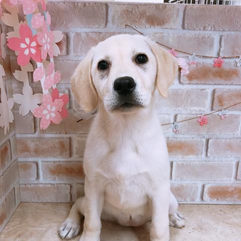 ラブラドールレトリーバー