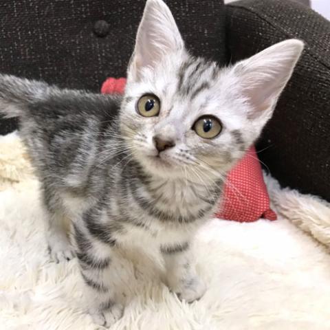 スコティッシュフォールド