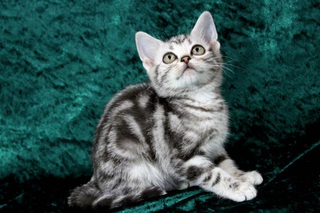 アメリカンショートヘアー