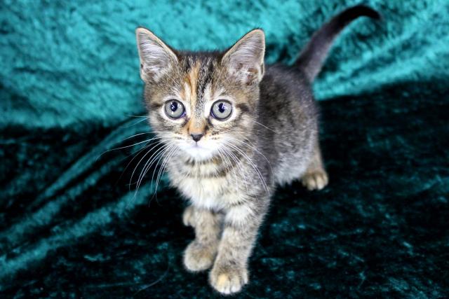 スコティッシュフォールド