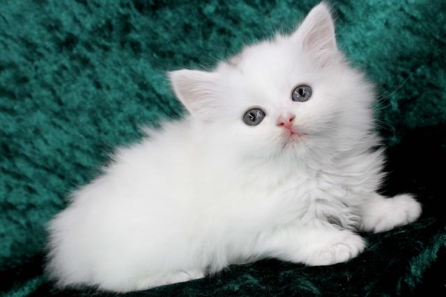 スコティッシュフォールド