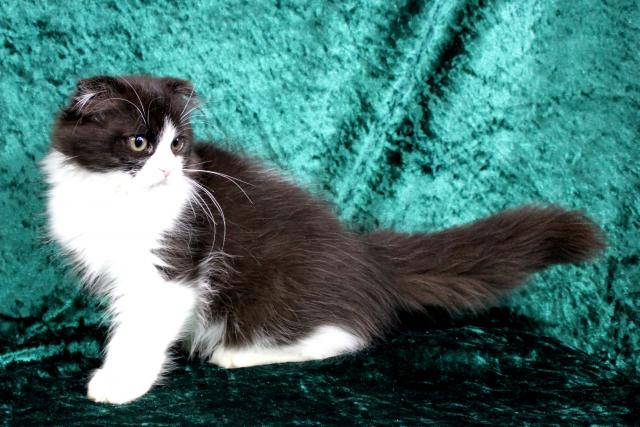 スコティッシュフォールド