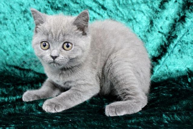 ブリティッシュショートヘア