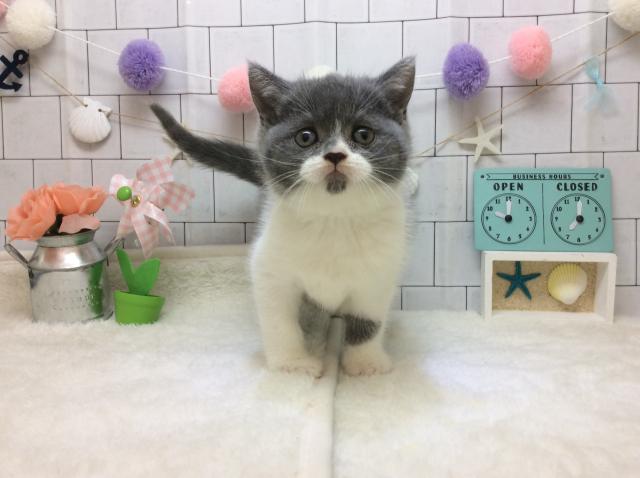 ブリティッシュショートヘア