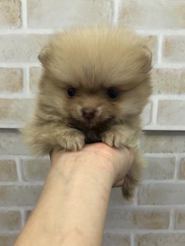 ポメラニアン