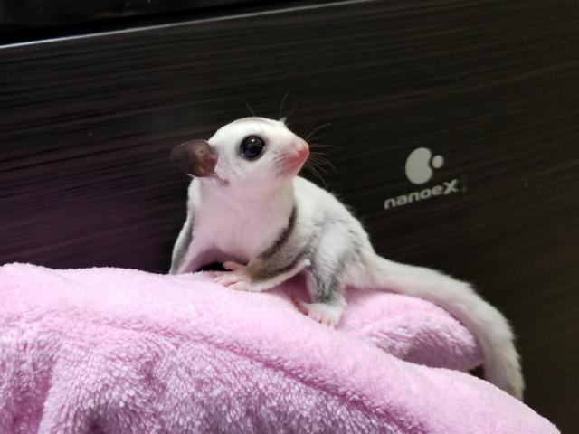 フクロモモンガ