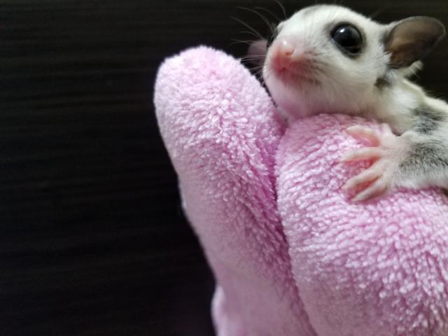 フクロモモンガ