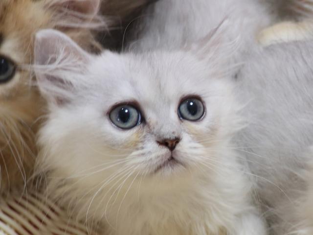 ペルシャ・ヒマラヤン