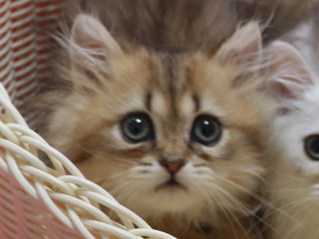 ペルシャ・ヒマラヤン