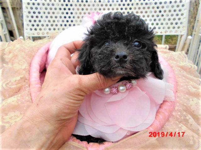 トイプードル小ぶりトイサイズ