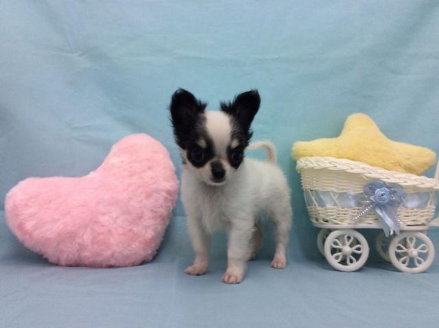 チワワ(ロングコート)