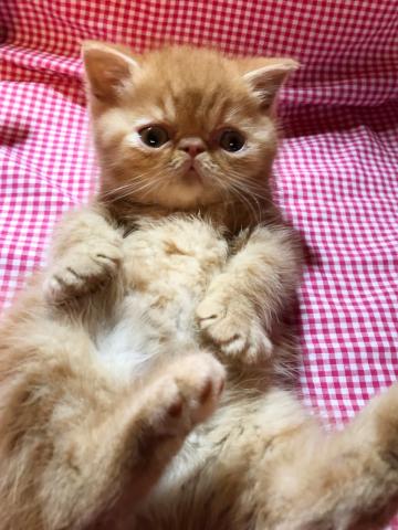 エキゾチックショートヘアー