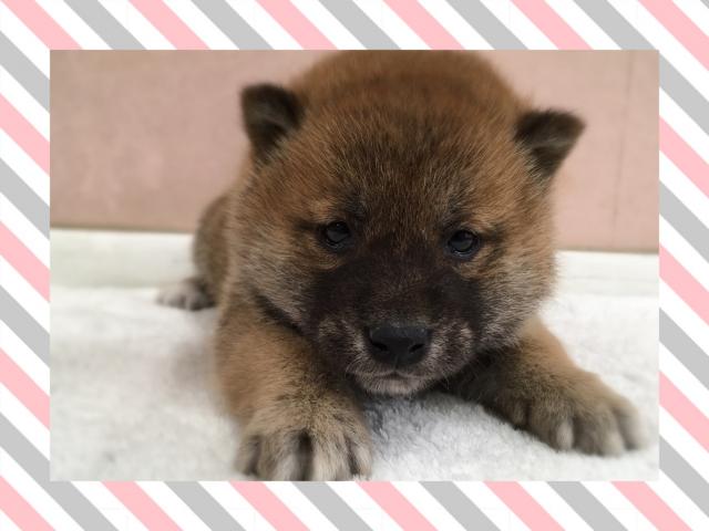 柴犬