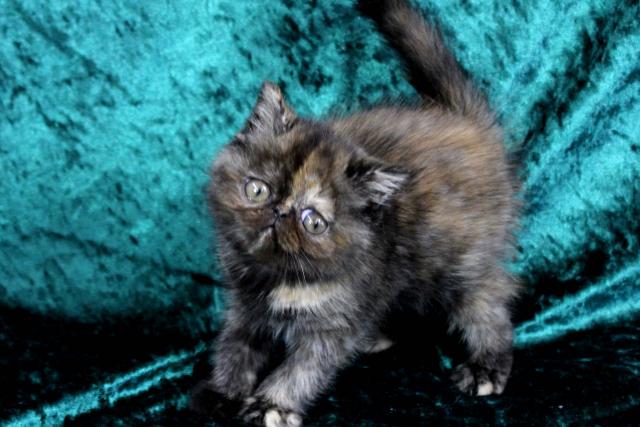 エキゾチックショートヘアー