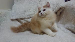 スコティッシュフォールドロングヘアー立ち耳 猫の手 Cat's model BON