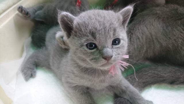 ロシアンブルー