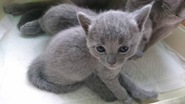 ロシアンブルー