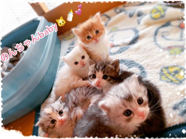 スコティッシュフォールド