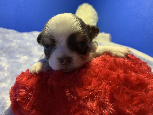 チワワ（ロングコート）